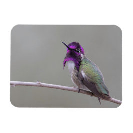 Costas hummingbird magnet