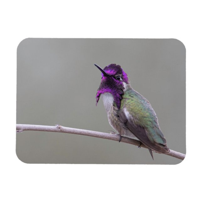 Costas hummingbird magnet (Horisontell)