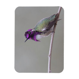 Costas hummingbird magnet