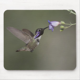 Costas Hummingbird Mousepad Musmatta
