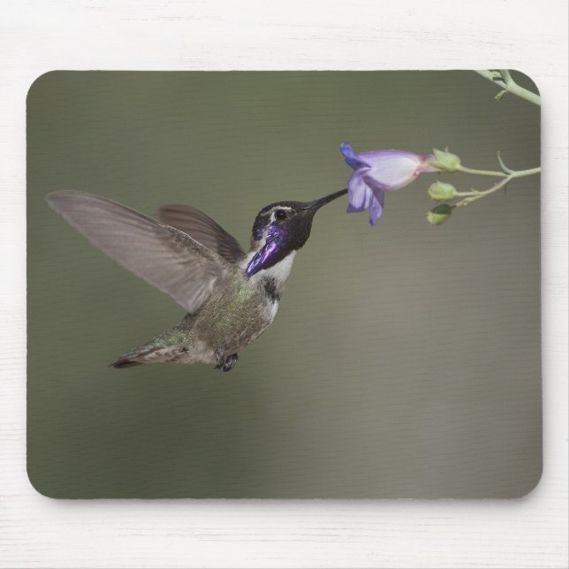 Costas Hummingbird Mousepad Musmatta (Framsidan)