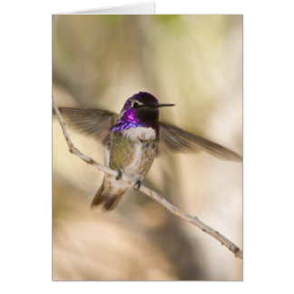 Costas Hummingbird OBS Kort