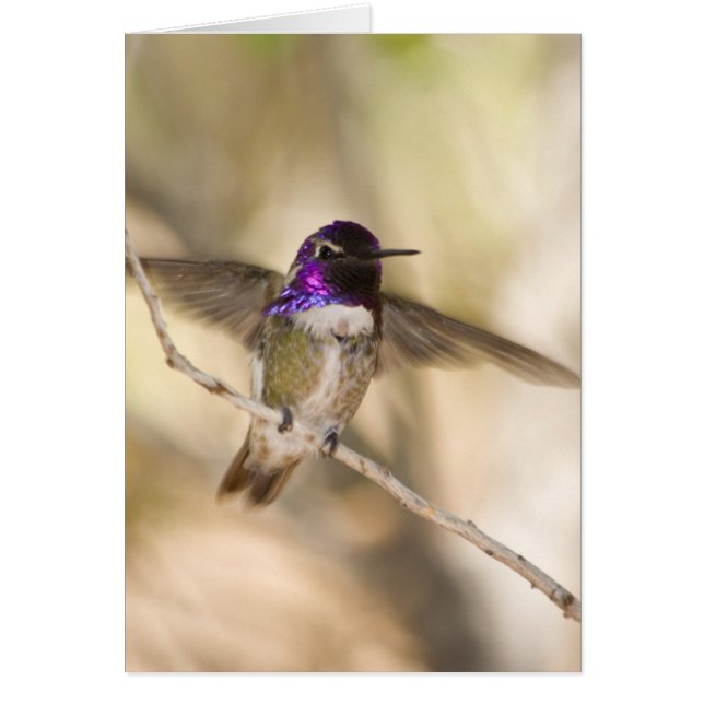 Costas Hummingbird OBS Kort (Framsidan)