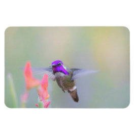 Costas Hummingbird på inflygning Magnet