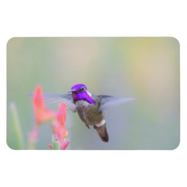 Costas Hummingbird på inflygning Magnet (Horisontell)