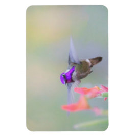 Costas Hummingbird på inflygning Magnet
