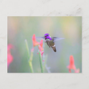 Costas Hummingbird på inflygning Vykort