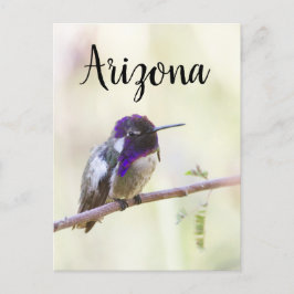 Costas hummingbird perched on a gren, Arizona Vykort