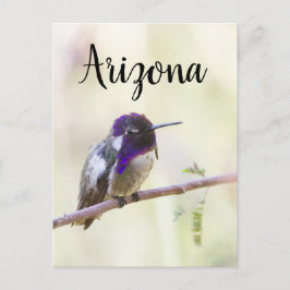 Costas hummingbird perched on a gren, Arizona Vykort