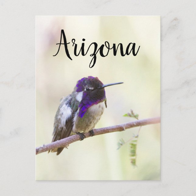 Costas hummingbird perched on a gren, Arizona Vykort (Framsida)