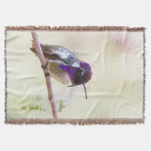 Costa's Hummingbird perched on a gren Filt