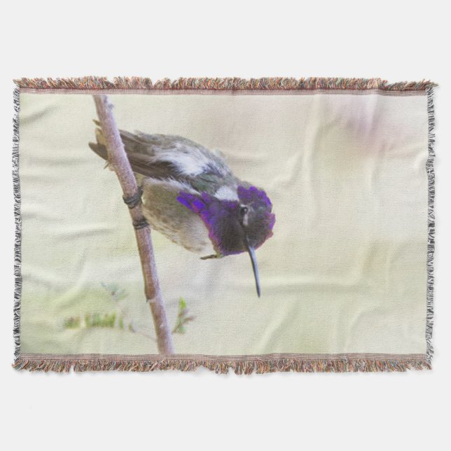 Costa's Hummingbird perched on a gren Filt (Framsidan)