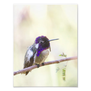 Costa's Hummingbird Perched on a gren Fototryck