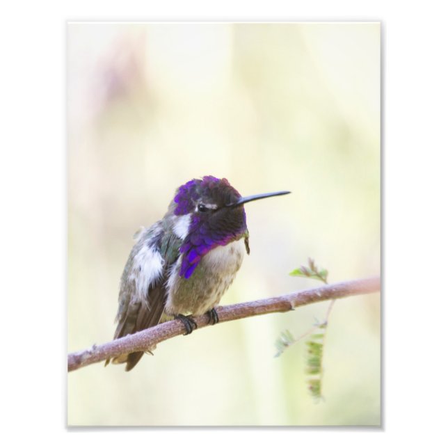 Costa's Hummingbird Perched on a gren Fototryck (Framsidan)