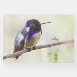 Costa's Hummingbird perched on a gren Gästböcker