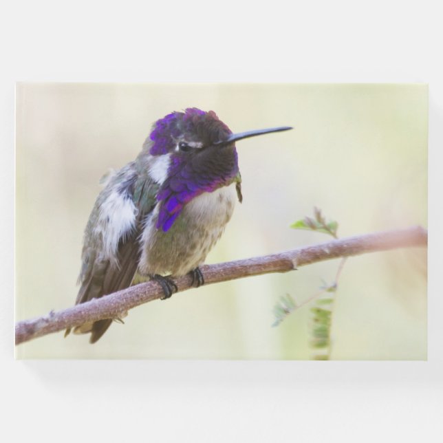 Costa's Hummingbird perched on a gren Gästböcker (Framsida)