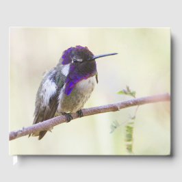 Costa's Hummingbird perched on a gren Gästböcker