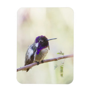 Costa's Hummingbird perched on a gren Magnet