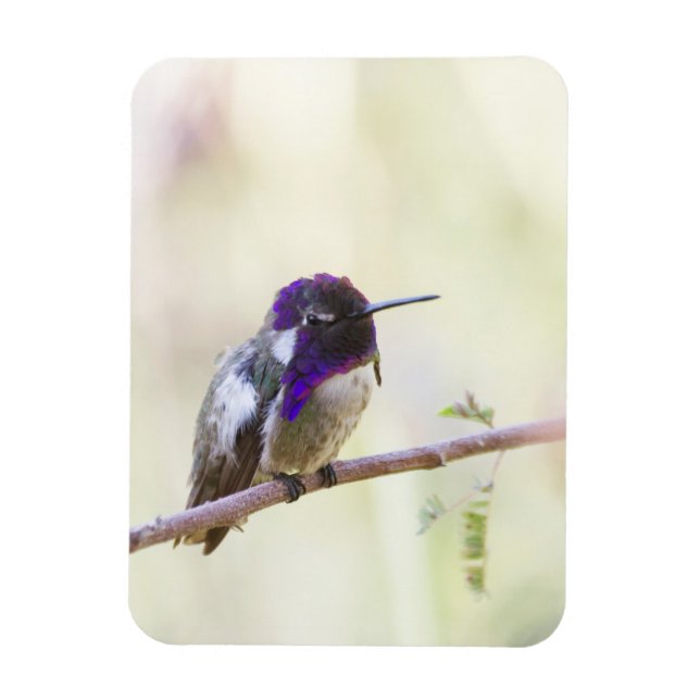 Costa's Hummingbird perched on a gren Magnet (Vertikal)