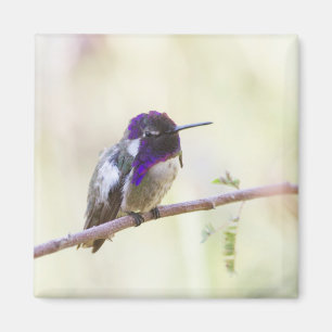 Costa's Hummingbird Perched on a gren Magnet