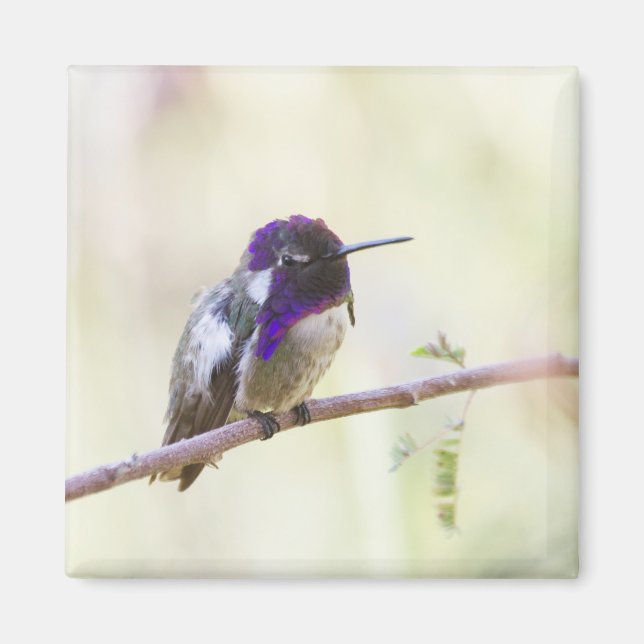 Costa's Hummingbird Perched on a gren Magnet (Framsidan)