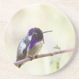 Costa's Hummingbird perched on a gren Underlägg