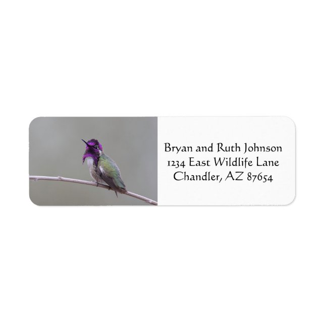 Costas hummingbird returadress etikett (Framsidan)