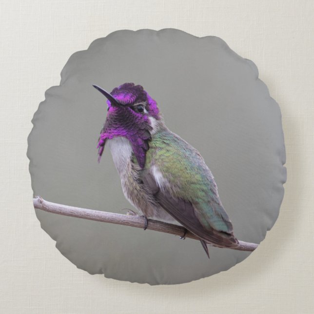 Costas hummingbird rund kudde (Framsidan)