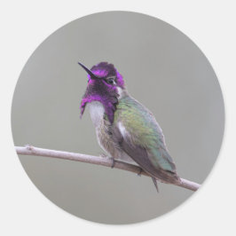 Costas hummingbird runt klistermärke
