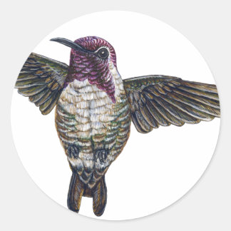 Costas Hummingbird Runt Klistermärke