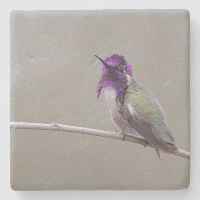Costas hummingbird stenunderlägg (Framsidan)