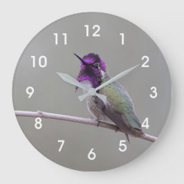 Costas hummingbird stor klocka