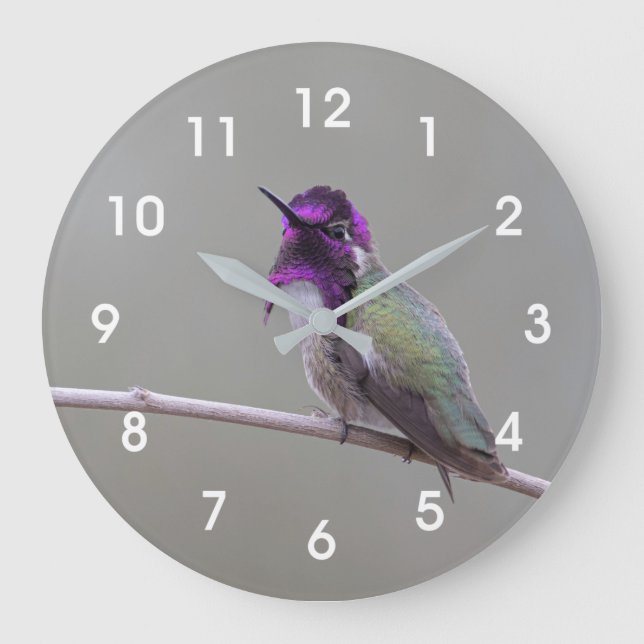 Costas hummingbird stor klocka (Framsida)