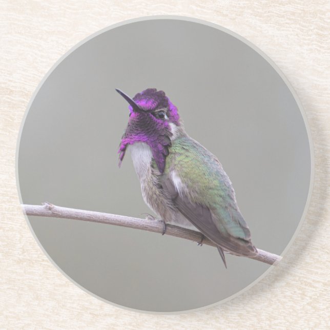 Costas hummingbird underlägg (Framsidan)