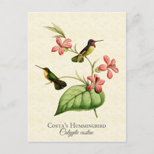 Costa's Hummingbird Vintage Art Vykort