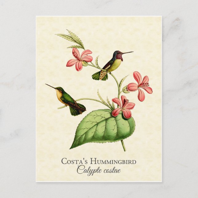 Costa's Hummingbird Vintage Art Vykort (Framsida)