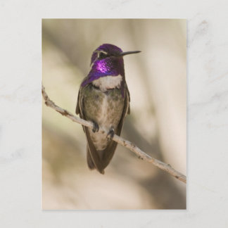 Costas Hummingbird Vykort