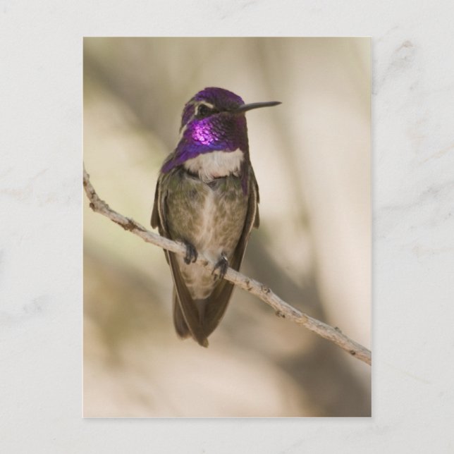 Costas Hummingbird Vykort (Framsida)