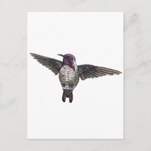 Costas Hummingbird Vykort