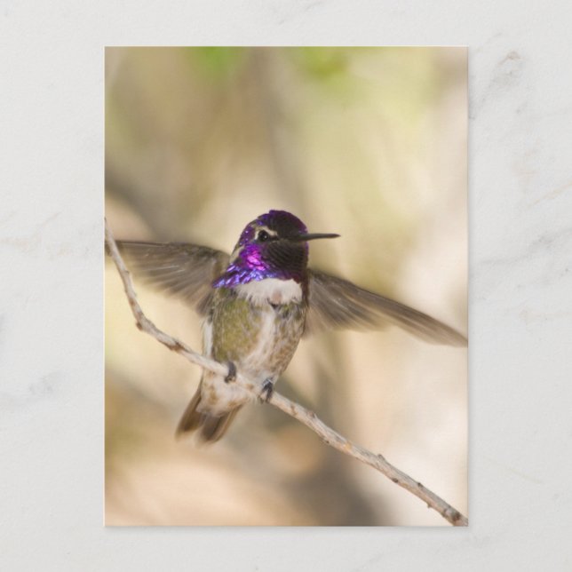 Costas Hummingbird Vykort (Framsida)