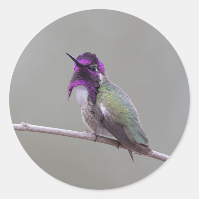 Costa's kolibri runt klistermärke (Framsida)