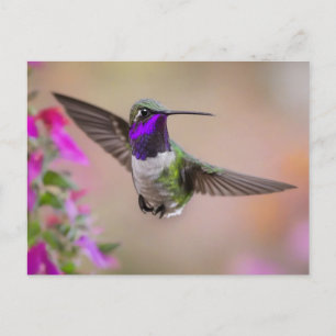 Costa's kolibri under flykt vykort