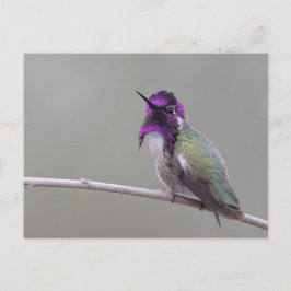 Costa's kolibri vykort