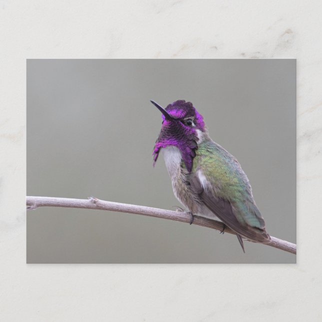 Costa's kolibri vykort (Framsida)