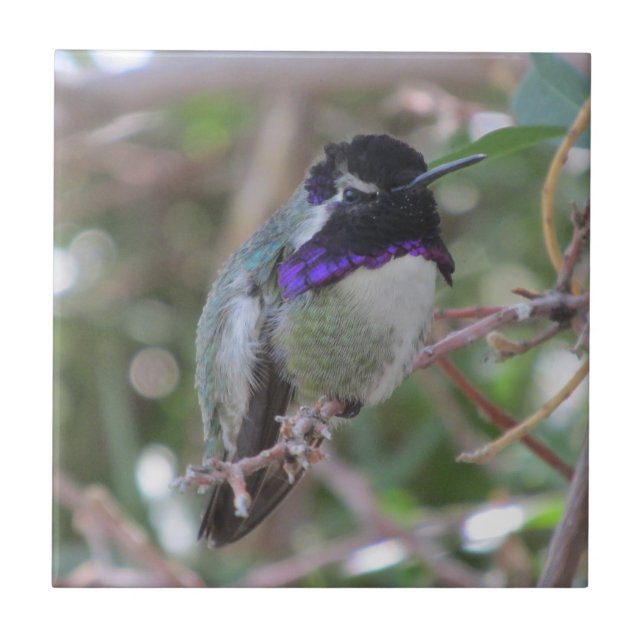 Costa'sens Hummingbird belägger med tegel Kakelplatta (Framsidan)