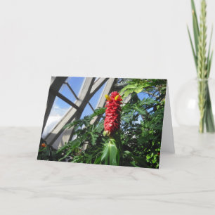 Costus Barbatus Ginger Card Helgkort