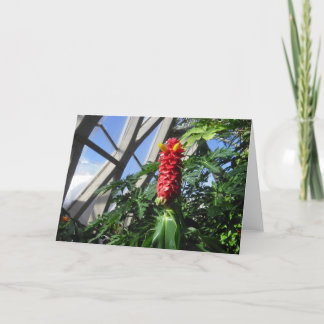 Costus Barbatus Ginger Card Helgkort