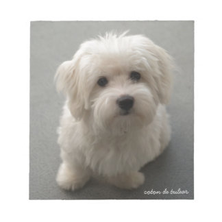Coton de Tulear Anteckningsblock