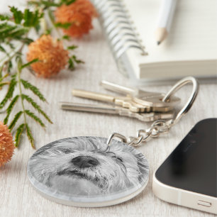 Coton de Tulear hund