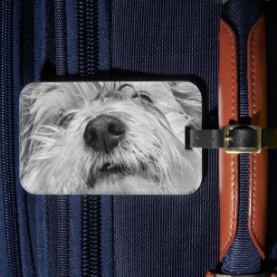 Coton de Tulear hund Bagagebricka
